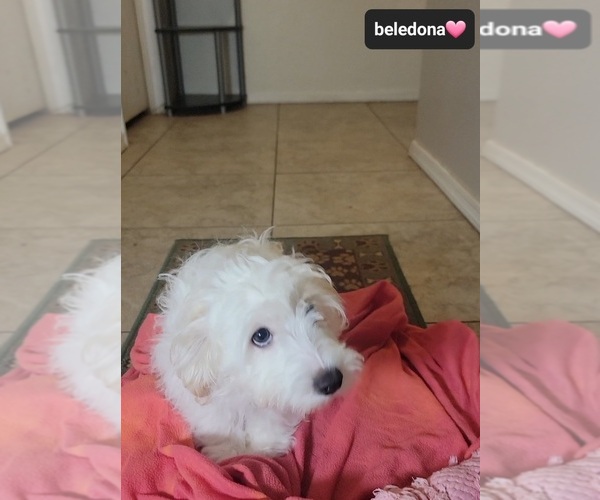 Medium Photo #2 Havanese Puppy For Sale in TUCSON, AZ, USA