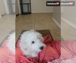 Small #1 Havanese