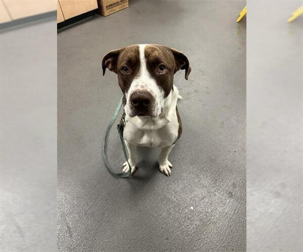 Medium Photo #1 American Pit Bull Terrier-Unknown Mix Puppy For Sale in Corpus Christi, TX, USA