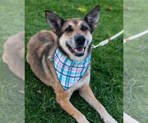 Maple - Female Australian Shepherd-German Shepherd Dog Mix Dog for Adoption - Photo #2