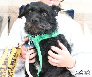 Liam - Male Mutt Dog for Adoption - Photo #3
