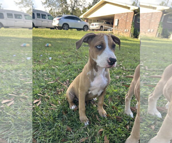 Medium Photo #2 Great Dane-Unknown Mix Puppy For Sale in Ball Ground, GA, USA