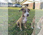 Small #1 Great Dane Mix