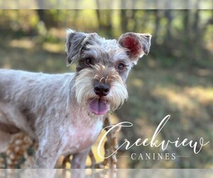 Mother of the Schnoodle (Miniature) puppies born on 07/04/2025