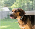 Small #3 Beagle Mix