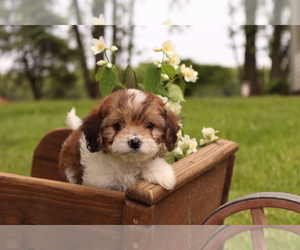 Cavapoo Puppy for sale in WEST SALEM, OH, USA