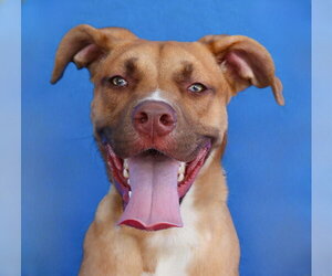 Mutt Dogs for adoption in Pasadena, CA, USA