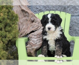Bernedoodle Puppy for sale in FREDERICKSBG, OH, USA