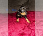 Image preview for Ad Listing. Nickname: Blue Collar