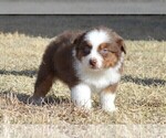Small Photo #2 Miniature Australian Shepherd Puppy For Sale in STEPHENVILLE, TX, USA