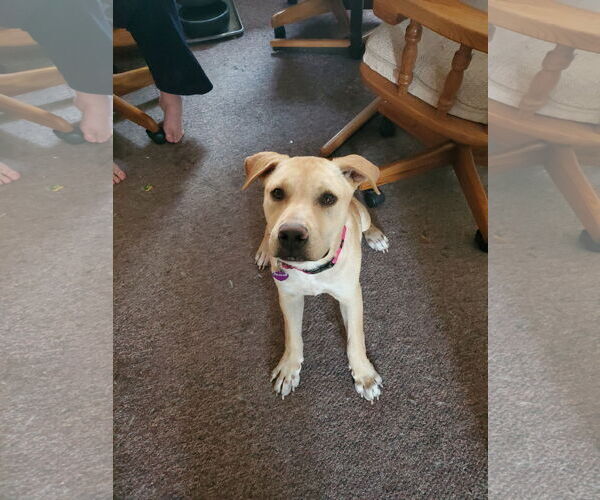 Medium Photo #3 Labrador Retriever-Unknown Mix Puppy For Sale in Minneapolis, MN, USA