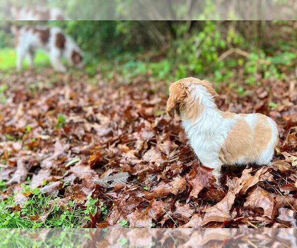 Medium Photo #7 Brittany Puppy For Sale in BERKSHIRE, NY, USA