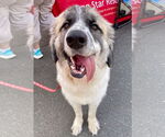 Small #8 Great Pyrenees Mix