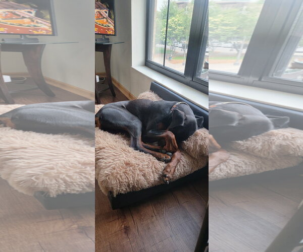 Medium Photo #6 Doberman Pinscher Puppy For Sale in Buffalo, MN, USA