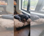 Small #5 Doberman Pinscher