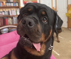 Father of the Rottweiler puppies born on 11/26/2025