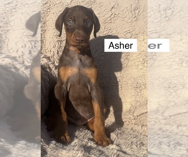 Medium Photo #3 Doberman Pinscher Puppy For Sale in POMEROY, OH, USA
