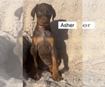 Small #2 Doberman Pinscher