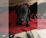 Small Photo #30 Great Dane Puppy For Sale in BARTLETT, IL, USA