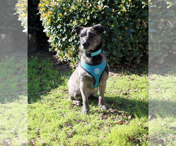 Medium Photo #3 Mutt Puppy For Sale in Yuba City, CA, USA