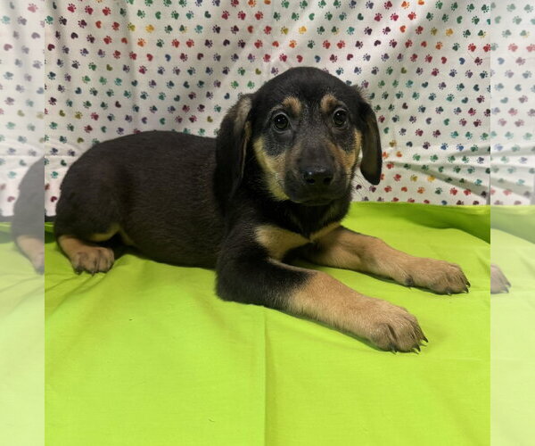 Medium Photo #3 Mutt Puppy For Sale in New Oxford , PA, USA