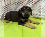Small #2 Mutt