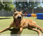 Small #3 American Pit Bull Terrier Mix