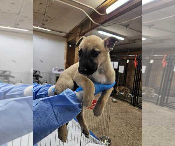 Medium Photo #1 Mutt Puppy For Sale in Calgary, Alberta, Canada