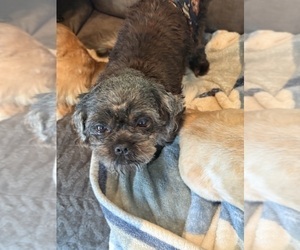 Father of the Shih Tzu puppies born on 03/01/2026