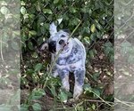 Puppy Puppy 2 Australian Cattle Dog