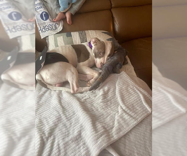 Medium Photo #3 American Pit Bull Terrier-Unknown Mix Puppy For Sale in Crete, IL, USA