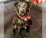 Small #1 Labrador Retriever Mix