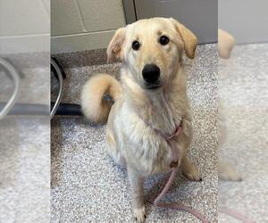 Golden Retriever-Unknown Mix Dogs for adoption in Pueblo, CO, USA