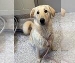 Small Golden Retriever Mix