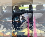 Small #3 Great Dane Mix