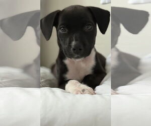 Chihuahua-Unknown Mix Dogs for adoption in St. Louis Park, MN, USA