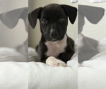 Small Chihuahua Mix