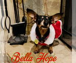 Small #47 Dachshund Mix