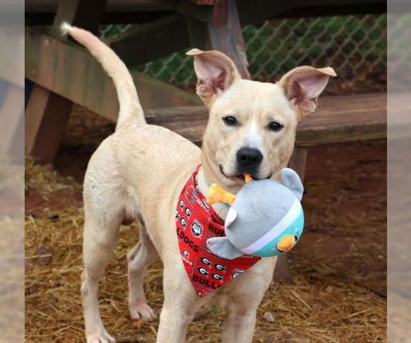 Medium Photo #11 Mutt Puppy For Sale in Rockaway, NJ, USA