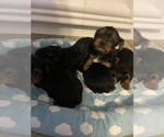 Small Yorkshire Terrier