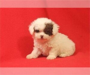 Poodle (Toy) Puppy for sale in ORO VALLEY, AZ, USA