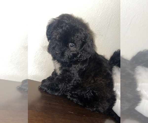 Full screen Photo #2 ShihPoo Puppy For Sale in TAMPA, FL, USA