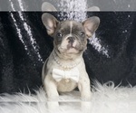 Small #2 French Bulldog