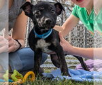 Small #2 Mutt