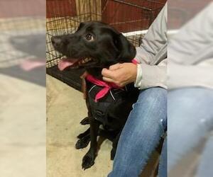 Cody, looking for a quiet home - Male Colonial Cocker Spaniel-Labrador Retriever Mix Dog for Adoption - Photo #4