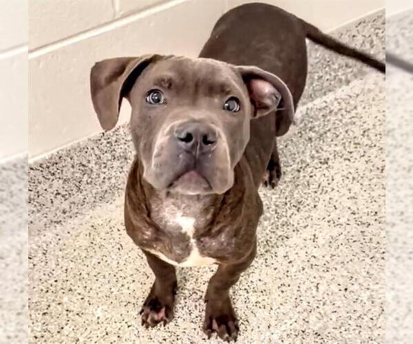 Medium Photo #2 American Pit Bull Terrier-Unknown Mix Puppy For Sale in Houston, TX, USA