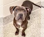 Small #1 American Pit Bull Terrier Mix