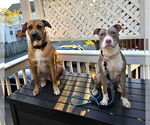 Small #2 American Pit Bull Terrier