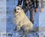 Small Photo #1 Great Pyrenees Puppy For Sale in Hamilton, MT, USA