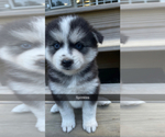 Small Photo #3 Pomsky Puppy For Sale in WOODSTOCK, CT, USA